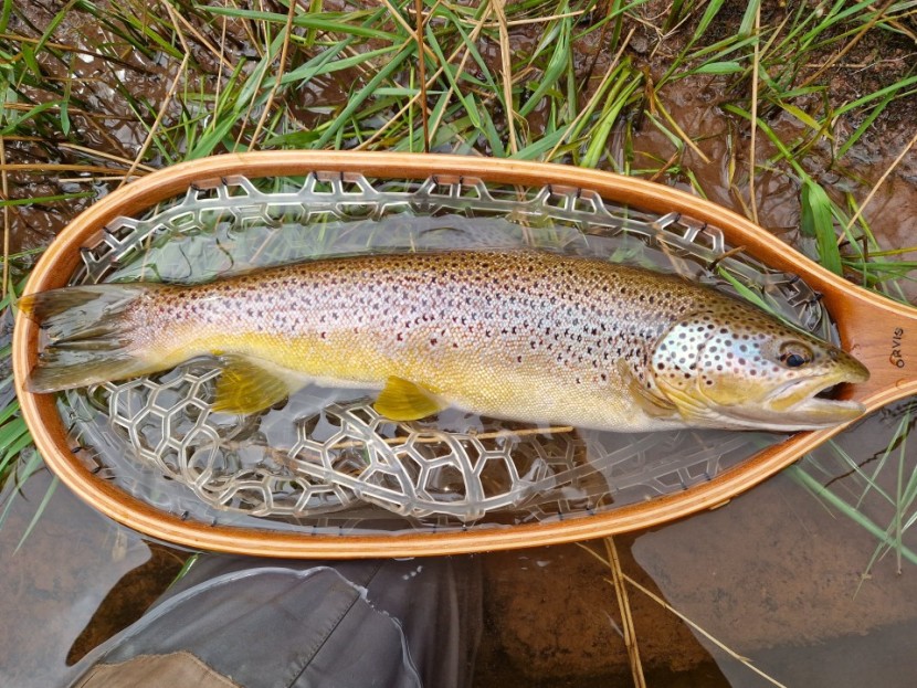 Cwmwysg Ganol trout - BG from Exeter